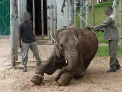 91大象成品视频入口,一网打尽热门影视,尽享视听盛宴